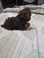  AKC CHOCO BOY, a male Yorkshire Terrier for sale in Bakersfield, CA – 4 of 5