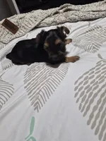 C- TRADITIONAL GIRL 2, a female Yorkshire Terrier for sale in Bakersfield, CA – 2 of 5