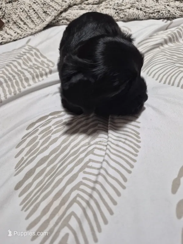KB Black boy 2 – Yorkshire Terrier puppy for sale in Bakersfield, CA
