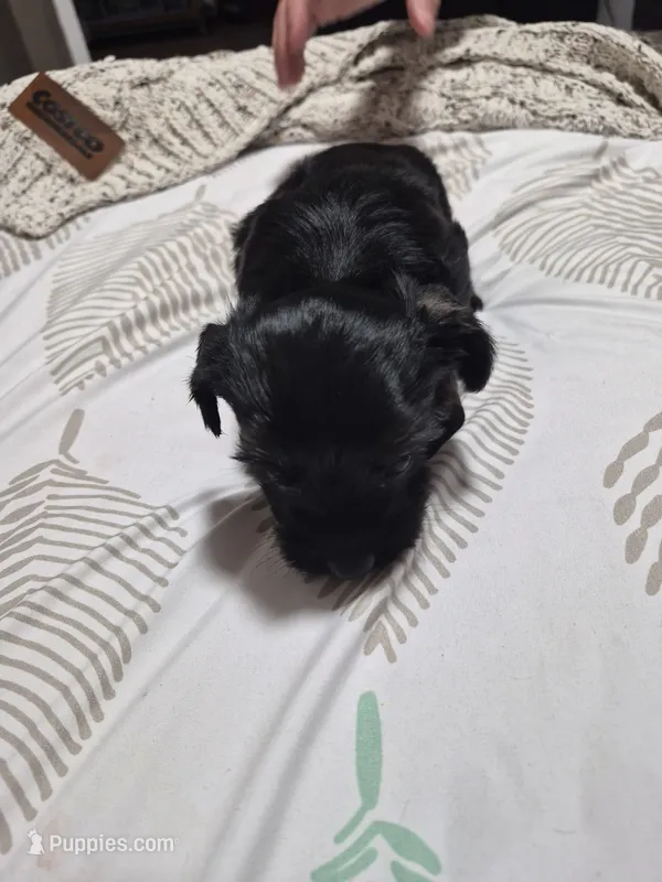 KB Black boy 1 – Yorkshire Terrier puppy for sale in Bakersfield, CA