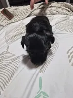 KB Black boy 1, a male Yorkshire Terrier for sale in Bakersfield, CA – 1 of 4