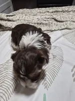 P FEMALE chocolate parti, a female Yorkshire Terrier for sale in Bakersfield, CA – 4 of 5
