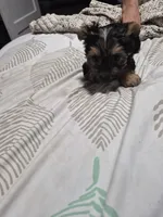 C- TRADITIONAL GIRL 2, a female Yorkshire Terrier for sale in Bakersfield, CA – 3 of 5