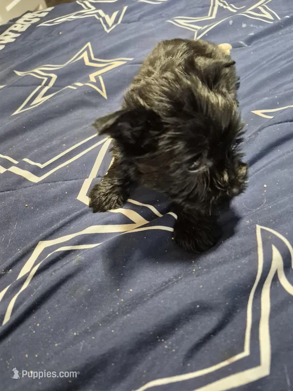 Black boy shadow – Yorkshire Terrier puppy for sale in Bakersfield, CA