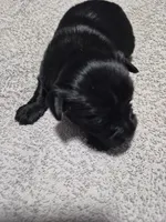 Black boy shadow, a male Yorkshire Terrier for sale in Bakersfield, CA – Photo 2 of 4