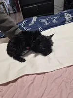 KB solid Black boy , a male Yorkshire Terrier for sale in Bakersfield, CA – Photo 4 of 5