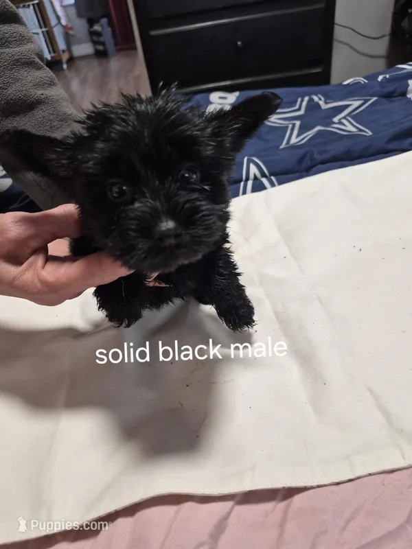 KB Black boy  – Yorkshire Terrier puppy for sale in Bakersfield, CA