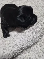 Black boy shadow, a male Yorkshire Terrier for sale in Bakersfield, CA – Photo 1 of 4