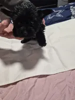 KB solid Black boy , a male Yorkshire Terrier for sale in Bakersfield, CA – Photo 2 of 5