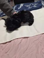 KB solid Black boy , a male Yorkshire Terrier for sale in Bakersfield, CA – Photo 5 of 5