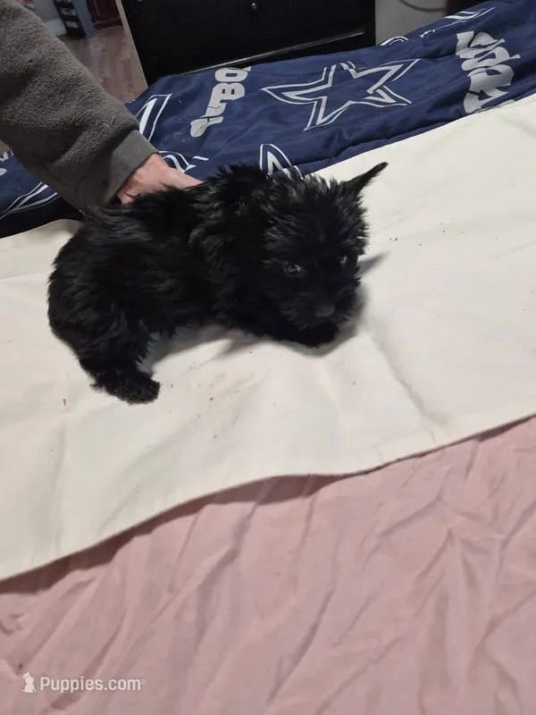 Black boy shadow – Yorkshire Terrier puppy for sale in Bakersfield, CA
