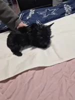 KB solid Black boy , a male Yorkshire Terrier for sale in Bakersfield, CA – Photo 1 of 5