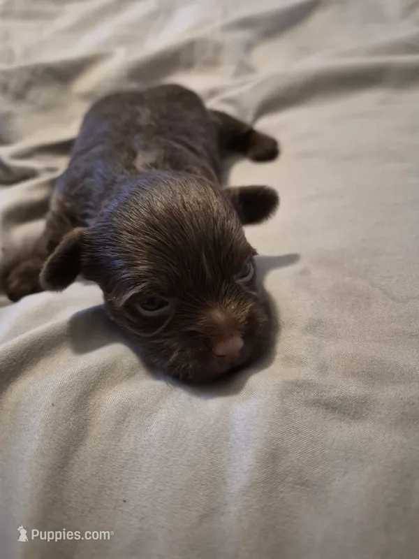 AKC  KB CHOCO GIRL PIXIE – Yorkshire Terrier puppy for sale in Bakersfield, CA