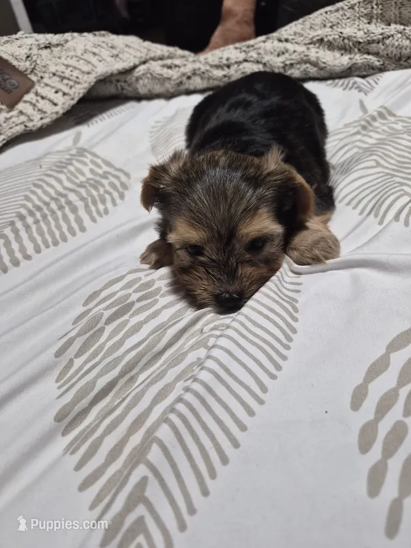 C- TRADITIONAL GIRL 1 – Yorkshire Terrier puppy for sale in Bakersfield, CA