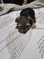 C- TRADITIONAL GIRL 1, a female Yorkshire Terrier for sale in Bakersfield, CA – 1 of 5
