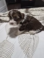 P FEMALE chocolate parti, a female Yorkshire Terrier for sale in Bakersfield, CA – 3 of 5