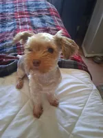 AKC  KB CHOCO GIRL PIXIE, a female Yorkshire Terrier for sale in Bakersfield, CA – 7 of 8