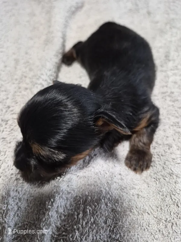 Traditional tiny boy elmo 