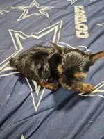 Traditional tiny boy Gucci , a male Yorkshire Terrier for sale in Bakersfield, CA – Photo 5 of 6