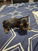 Traditional tiny boy Gucci , a male Yorkshire Terrier for sale in Bakersfield, CA – Photo 2 of 6