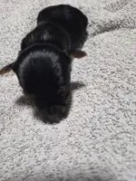 Traditional tiny boy elmo , a male Yorkshire Terrier for sale in Bakersfield, CA – Photo 1 of 4