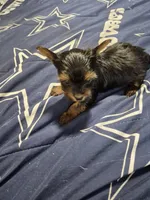 Traditional tiny boy Gucci , a male Yorkshire Terrier for sale in Bakersfield, CA – Photo 4 of 6