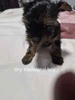 Traditional tiny boy Gucci , a male Yorkshire Terrier for sale in Bakersfield, CA – Photo 6 of 6
