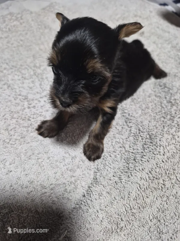 Traditional tiny boy elmo 