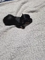 Traditional tiny boy elmo , a male Yorkshire Terrier for sale in Bakersfield, CA – Photo 2 of 4