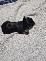 Traditional tiny boy elmo , a male Yorkshire Terrier for sale in Bakersfield, CA – Photo 3 of 4