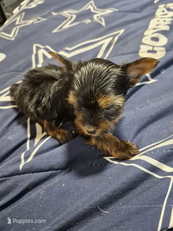 Traditional tiny boy Gucci  – Yorkshire Terrier puppy for sale in Bakersfield, CA