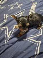 Traditional tiny boy Gucci , a male Yorkshire Terrier for sale in Bakersfield, CA – Photo 3 of 6