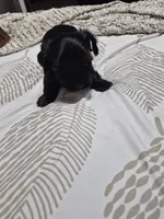 KB Black boy 2 pending , a male Yorkshire Terrier for sale in Bakersfield, CA – 2 of 5