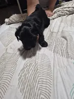 KB Black boy 1, a male Yorkshire Terrier for sale in Bakersfield, CA – 2 of 4