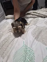 C- TRADITIONAL GIRL 1, a female Yorkshire Terrier for sale in Bakersfield, CA – 4 of 5