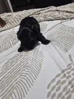KB Black boy 2 pending , a male Yorkshire Terrier for sale in Bakersfield, CA – 4 of 5