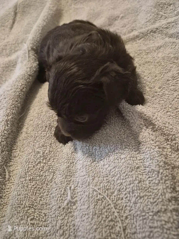 AKC  KB CHOCO GIRL PIXIE – Yorkshire Terrier puppy for sale in Bakersfield, CA