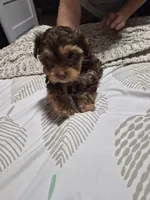 P 2 CHOCOLATE BOY, a male Yorkshire Terrier for sale in Bakersfield, CA – 3 of 5