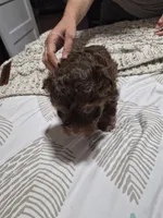 P1 CHOCOLATE BOY, a male Yorkshire Terrier for sale in Bakersfield, CA – 6 of 6