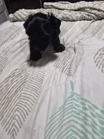 KB Black boy 1, a male Yorkshire Terrier for sale in Bakersfield, CA – 4 of 4
