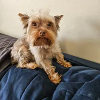 AKC  KB CHOCO GIRL PIXIE, a female Yorkshire Terrier for sale in Bakersfield, CA – 8 of 8