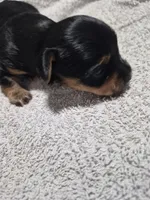 Traditional little girl sadie, a female Yorkshire Terrier for sale in Bakersfield, CA – Photo 1 of 4