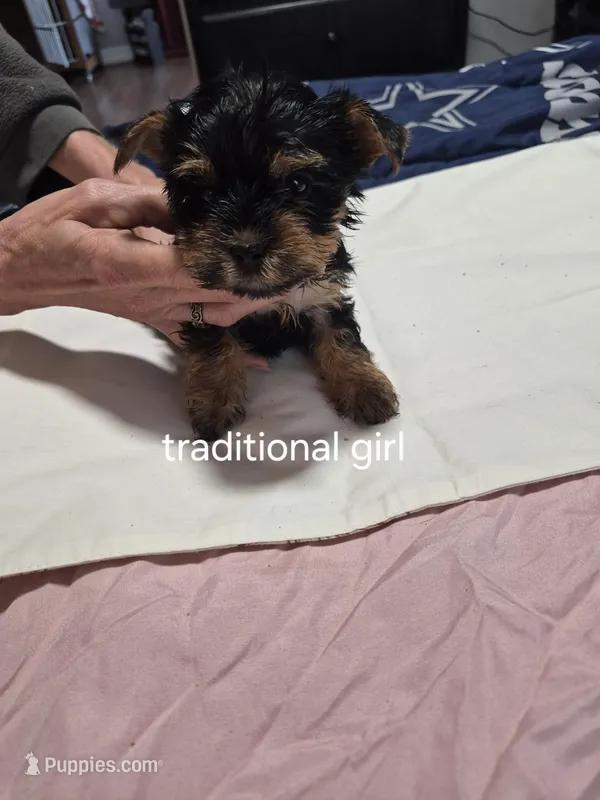 Traditional little girl sadie – Yorkshire Terrier puppy for sale in Bakersfield, CA
