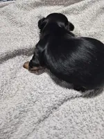 Traditional little girl sadie, a female Yorkshire Terrier for sale in Bakersfield, CA – Photo 3 of 4