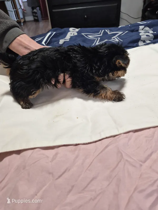 Traditional little girl sadie – Yorkshire Terrier puppy for sale in Bakersfield, CA