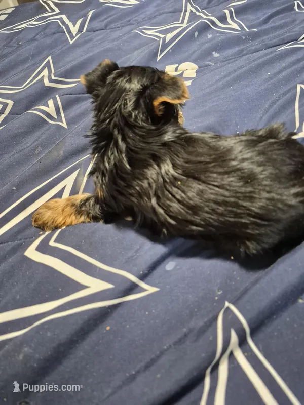 Traditional little girl sadie – Yorkshire Terrier puppy for sale in Bakersfield, CA