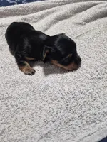 Traditional little girl sadie, a female Yorkshire Terrier for sale in Bakersfield, CA – Photo 4 of 4