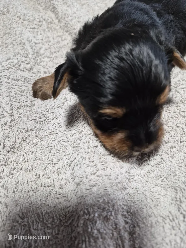 Traditional little girl sadie