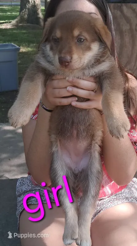 Girl – German Shepherd Dog puppy for sale in LaFayette, GA