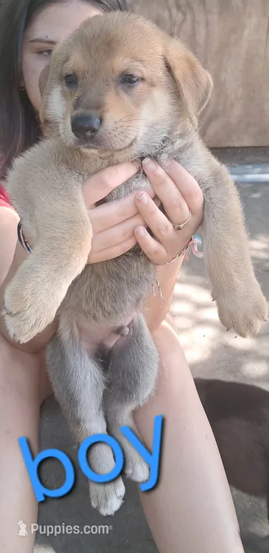 Boy – German Shepherd Dog puppy for sale in LaFayette, GA